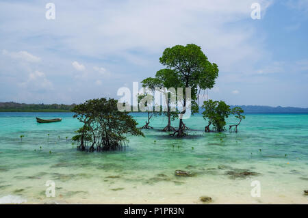 Alberi che crescono in acque turchesi off shore; Isole Andamane, India Foto Stock