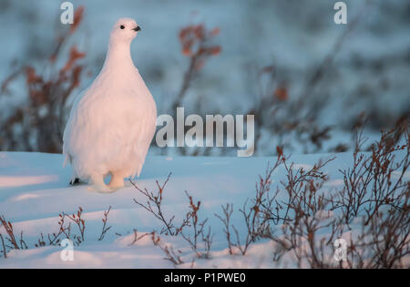 Willow ptarmigan (Lagopus lagopus) nella neve; Churchill, Manitoba, Canada Foto Stock