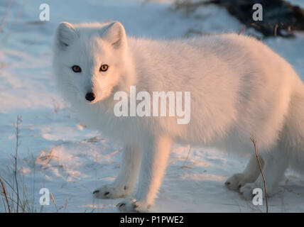 Arctic Fox (Vulpes vulpes lagopus) nella neve; Churchill, Manitoba, Canada Foto Stock