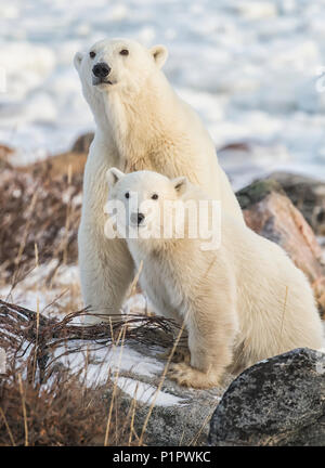 Madre e cub orsi polari (Ursus maritimus) seduta nella neve; Churchill, Manitoba, Canada Foto Stock