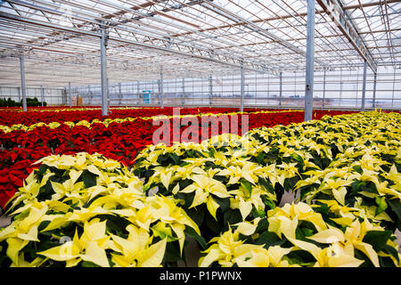 Righe di multi-poinsettias colorati che erano state coltivate in serra il funzionamento quasi alla stagione di Natale; St. Albert, Alberta, Canada Foto Stock