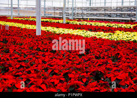 Righe di multi-poinsettias colorati che erano state coltivate in serra il funzionamento quasi alla stagione di Natale; St. Albert, Alberta, Canada Foto Stock