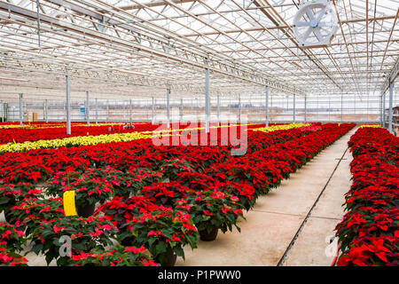 Righe di multi-poinsettias colorati che erano state coltivate in serra il funzionamento quasi alla stagione di Natale; St. Albert, Alberta, Canada Foto Stock