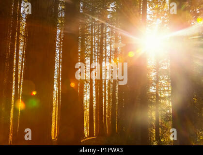 La luce del sole brilla attraverso gli alberi in una foresta di Red Willow Park: Surrey; British Columbia, Canada Foto Stock