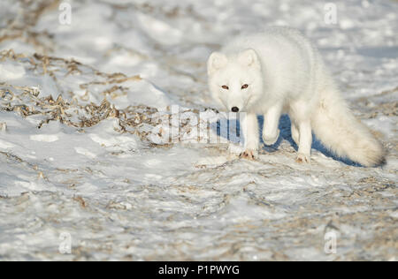 Arctic Fox (Vulpes vulpes lagopus) passeggiate nella neve; Churchill, Manitoba, Canada Foto Stock