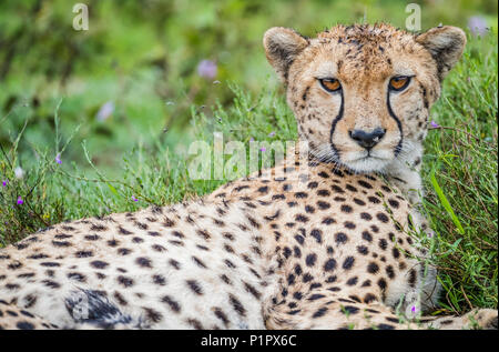 Ghepardo (Acinonyx jubatus); Ndutu, Tanzania Foto Stock