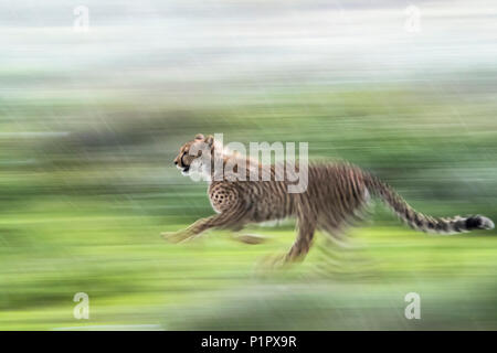 Ghepardo (Acinonyx jubatus) in esecuzione attraverso la pioggia in una offuscata panning motion; Tanzania Foto Stock