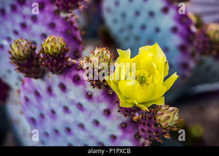 Il polline laden nel centro del fiore giallo di ficodindia Cactus (Opuntia) Fiori e boccioli future; Arizona, Stati Uniti d'America Foto Stock