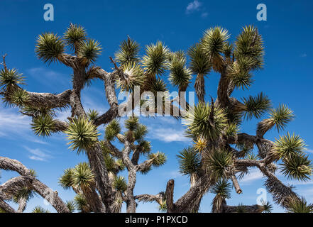 Joshua Tree cactus nel deserto, Nevada, Stati Uniti d'America Foto Stock