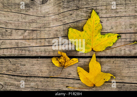 Giallo autunno foglie sullo sfondo delle tavole di legno Foto Stock