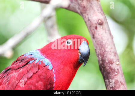 Close up di una femmina di pappagallo Eclectus o Eclectus Roratus, con il rosso e il blu o porpora piumaggio nel suo ambiente naturale. Foto Stock