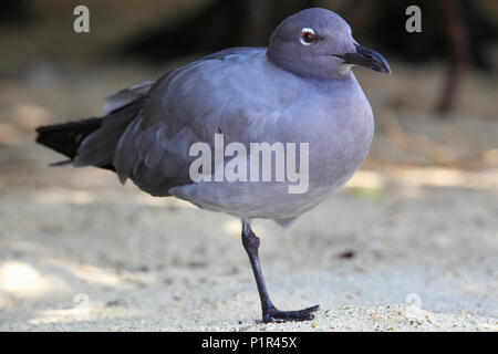 Gabbiano di lava (Larus fuliginosus) in piedi su una gamba sola, Genovesa Island, Galapagos National Park, Ecuador Foto Stock