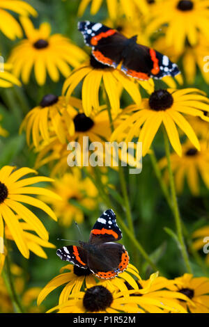 RED ADMIRAL FARFALLE (Vanessa Atalanta) nel giardino alimentazione su black-eyed Susan fiori (Rudbeckia hirta), West Sussex, Regno Unito. Settembre Foto Stock