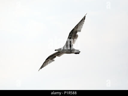 Kuehlungsborn, Germania, argento giovani alci in volo Foto Stock