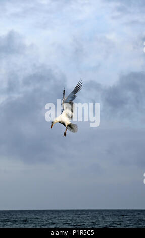 Kuehlungsborn, Germania, argento alci in preda Foto Stock