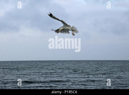 Kuehlungsborn, Germania, argento alci in preda Foto Stock