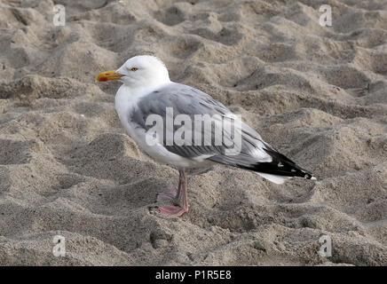 Kuehlungsborn, Germania, Silbermoewe è in piedi nella sabbia Foto Stock