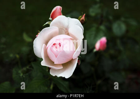 British giardinaggio: perfetta piuttosto singola bianco rosebud apertura alla rosa, crescita e fioritura in un giardino Inglese a inizio estate Foto Stock