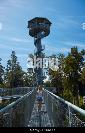 Turisti e Torre sul Treetop a piedi, vicino a Hokitika West Coast, Isola del Sud, Nuova Zelanda (modello rilasciato) Foto Stock