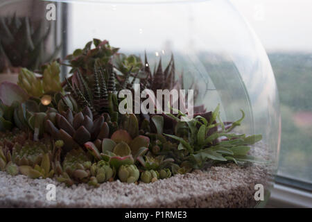 Varie le piante succulente composizione in vetro rotonde terrarium vicino a finestra Foto Stock