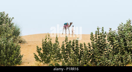 Camel safari sulle dune Lakhmana, India Foto Stock