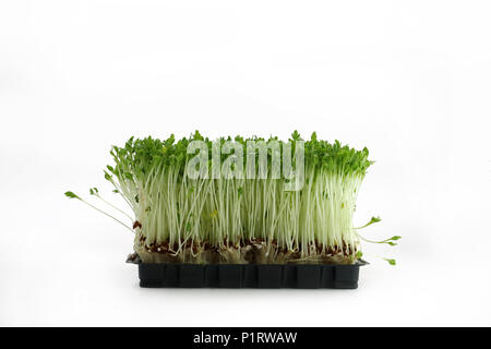 Garden cress in nero ciotola vista frontale isolato su sfondo bianco Foto Stock