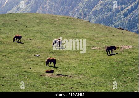 Vall d'Aràn: Port de la / Bonaigua mountain pass; cavalli selvaggi (Vall d'Aràn). Foto Stock