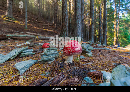 I funghi velenosi e pietre di impilamento. Fungo velenoso con luminose di colore rosso e tappo di macchie bianche flake cresce tra le pietre di impilaggio in una foresta. Foto Stock