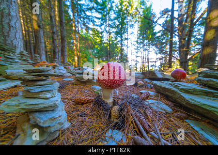 I funghi velenosi e pietre di impilamento. Fungo velenoso con luminose di colore rosso e tappo di macchie bianche flake cresce tra le pietre di impilaggio in una foresta. Foto Stock