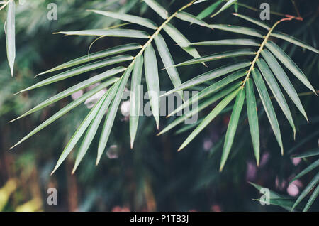 Bambù sfondo ad albero Foto Stock