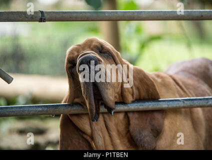 Bloodhound stanchi che poggia il mento Foto Stock