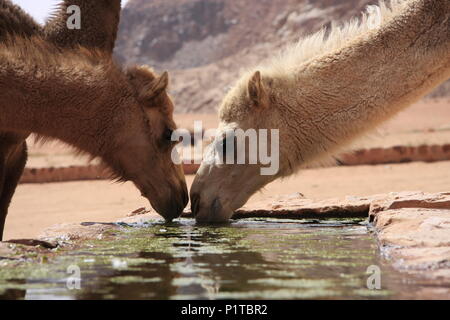 Cammelli in corrispondenza di un foro di irrigazione nel Wadi Rum, Giordania il deserto Foto Stock