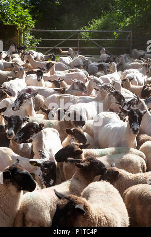 Gregge di North Country mulo pecore nel cortile dopo essere stata tagliata, Stow-su-il-Wold, Cotswolds, Gloucestershire, England, Regno Unito, Europa Foto Stock