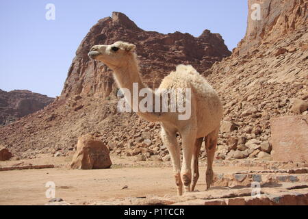 Cammelli in corrispondenza di un foro di irrigazione nel Wadi Rum, Giordania il deserto Foto Stock