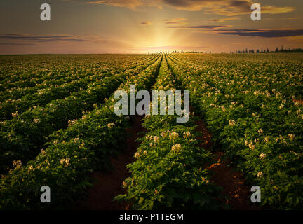 Tramonto su un campo di patate nelle zone rurali di Prince Edward Island, Canada. Foto Stock