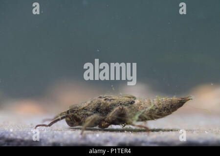 Golden inanellato larve di libellula Foto Stock