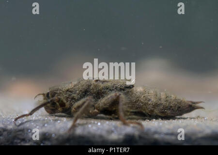 Golden inanellato larve di libellula Foto Stock