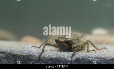 Golden inanellato larve di libellula Foto Stock