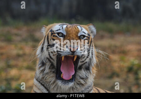 Royal tigre del Bengala, New Delhi, India - Aprile 5, 2018: Un Royal tigre del Bengala (Panthera tigris tigris) ringhiando a livello nazionale Zoological Park, New Delhi, in Foto Stock