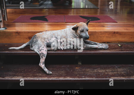 Senzatetto cane con tristezza a un tempio in Thailandia Foto Stock