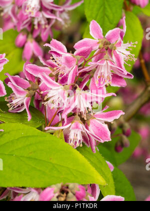 Rosa e Bianco giugno dei fiori di hardy Arbusti decidui, Deutzia x hybrida 'Si campi delle fragole" Foto Stock