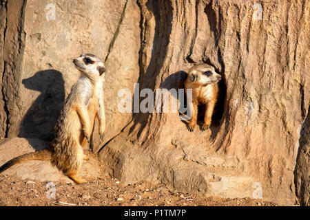 Curioso e indagatore o surikats meerkats guardando intorno Foto Stock