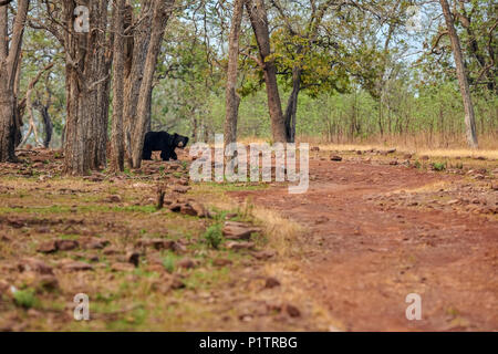 Sloth bear, Melursus ursinus, Tadoba Andhari Riserva della Tigre, India. Wild bradipo recare in habitat naturali, fauna selvatica foto. Pericoloso animale nero in India. Foto Stock