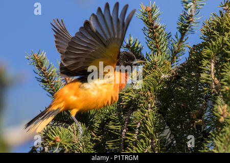 Maschio di Baltimore rigogolo in primavera Foto Stock