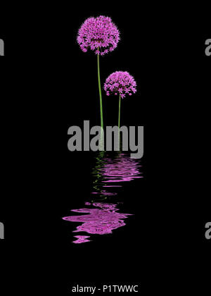 Due viola alliums riflessa nell'acqua Foto Stock