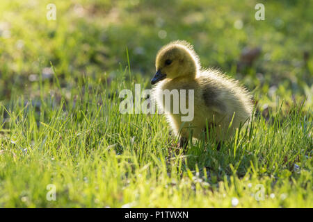 Canada Goose neonati Foto Stock