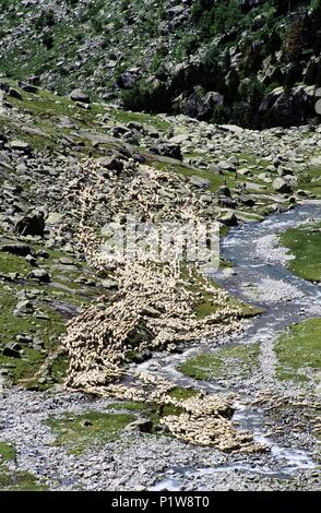 Pallars Sobirá: Parque Nacional de / Aigüestortes e Sant Maurici National Park; accanto all'Estany / Negre lago e il gregge (Alta Ribagorça). Foto Stock