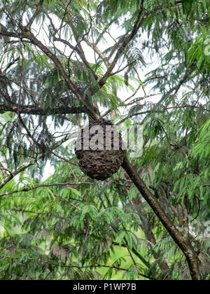 Termiti nido in un albero visto in Belize in America centrale Foto Stock