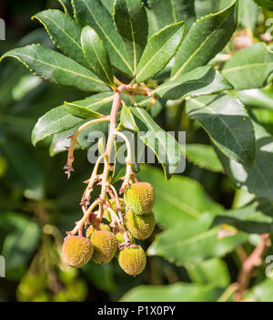 Arbutus unedo frutto ( Ericaceae). Fragole Foto Stock