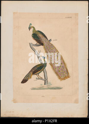 . Pavo muticus . tra il 1820 e il 1860 218 Pavo muticus - 1820-1860 - Stampa - Iconographia Zoologica - Collezioni Speciali Università di Amsterdam - UBA01 IZ16900219 Foto Stock